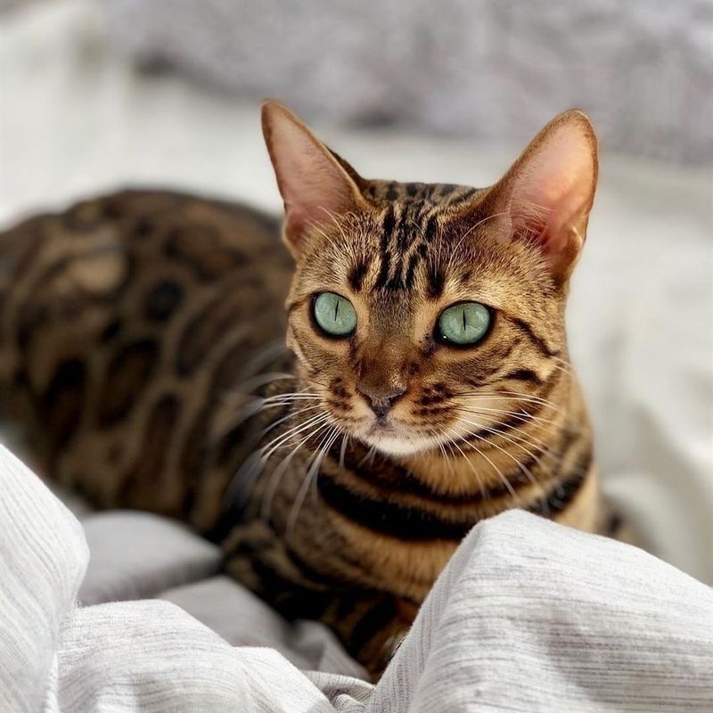 Bengal