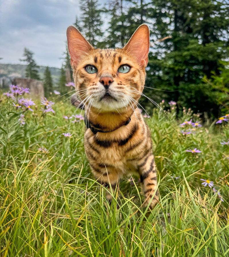 Bengal