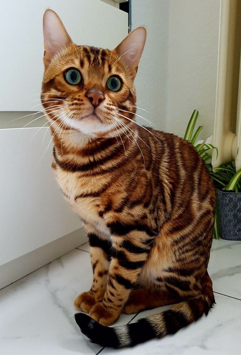 Bengal Cat