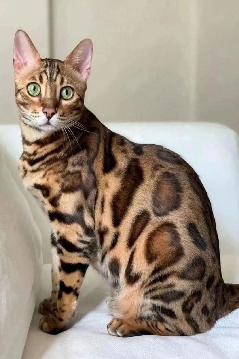 Bengal Cat