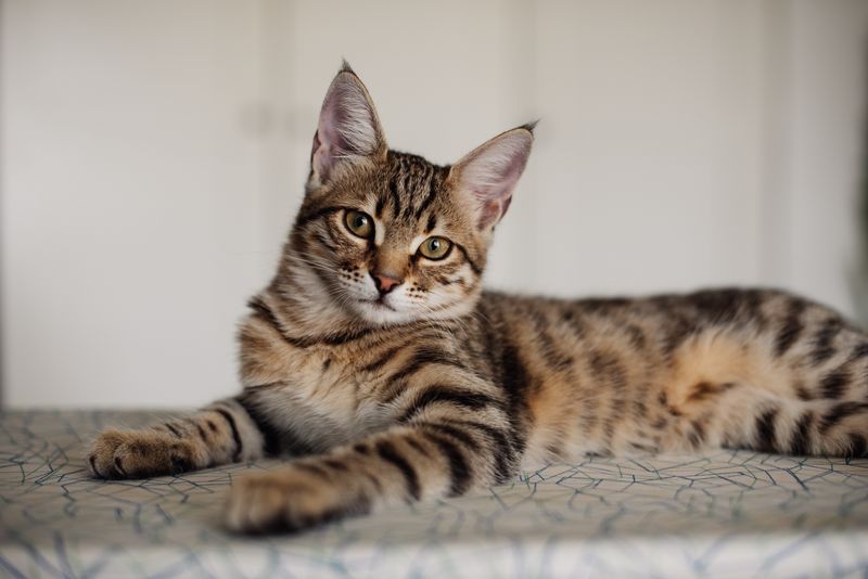 Bengal Cats