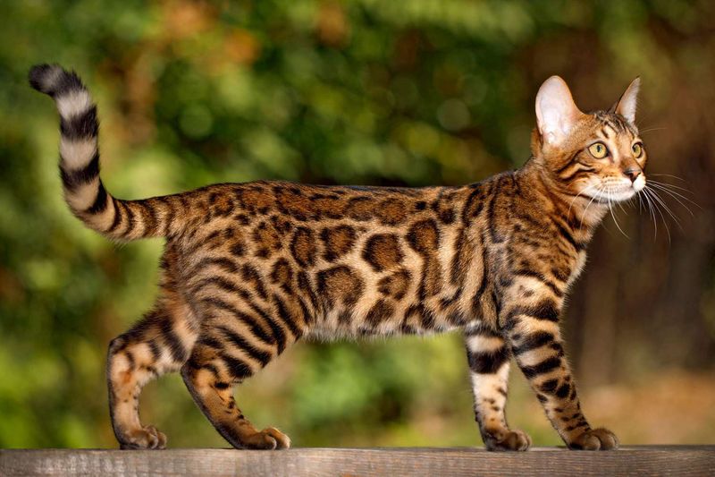 Bengal Cats: Energetic Explorers