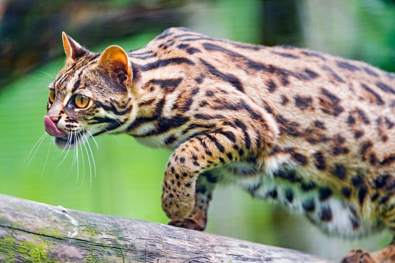 Bengal: Striking and Watchful