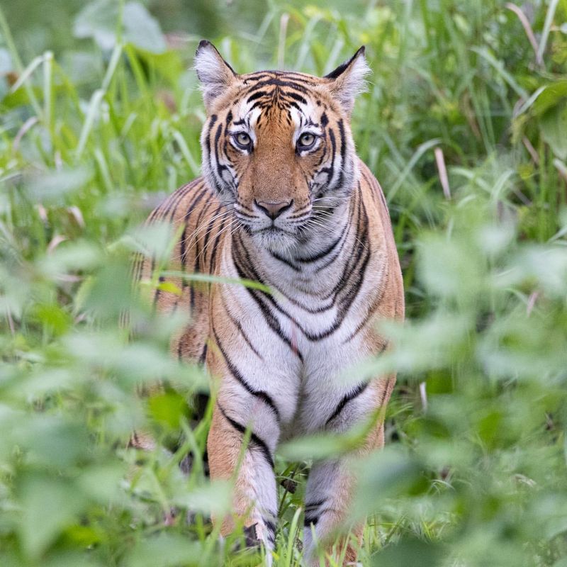 Bengal Tiger