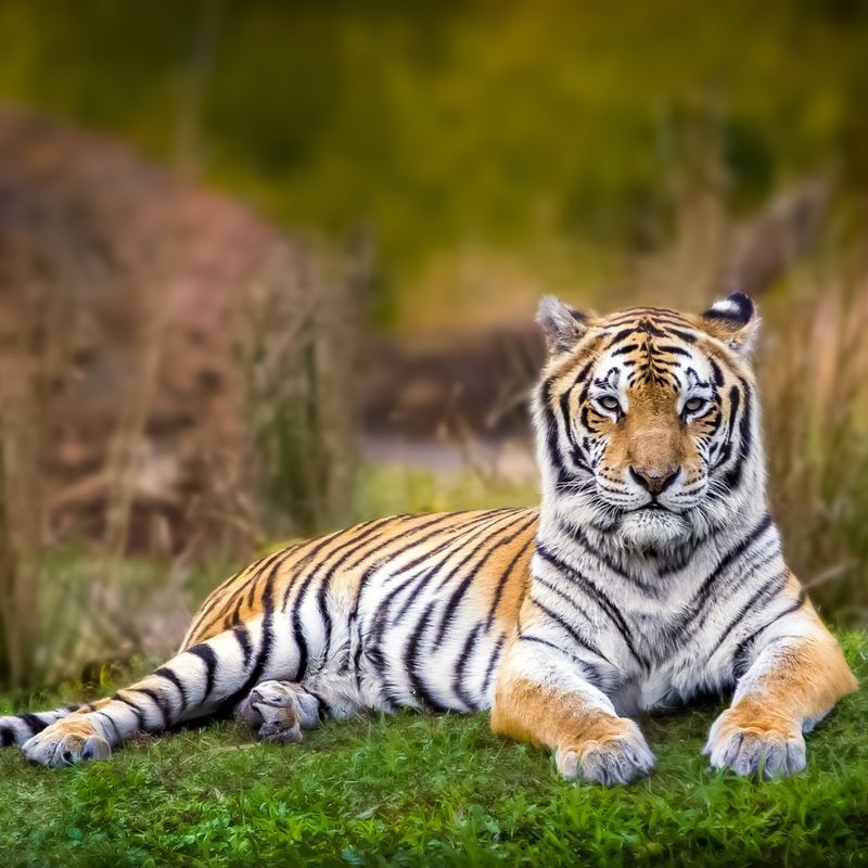 Bengal Tiger