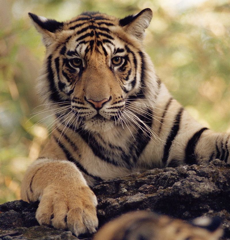 Bengal Tiger (Endangered)