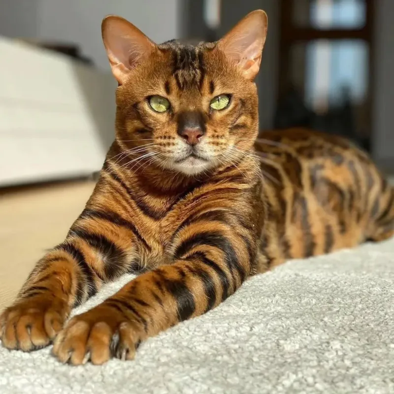 Bengal