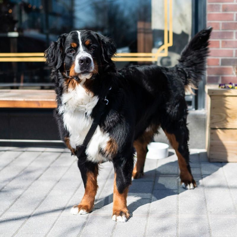 Bernese Mountain Dog