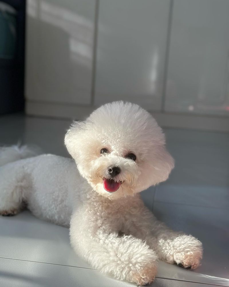 Bichon Frise