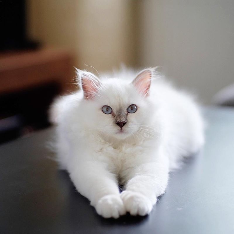 Birman