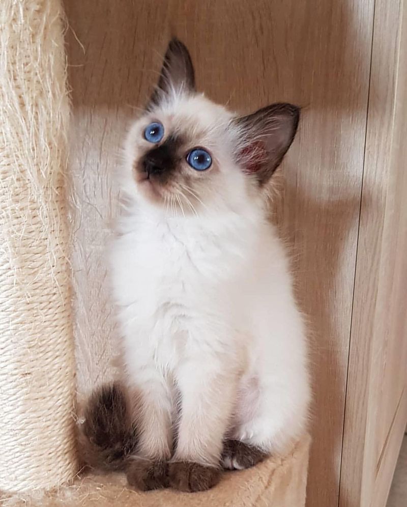 Birman