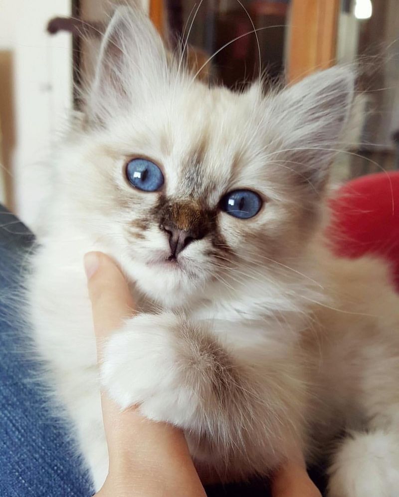 Birman