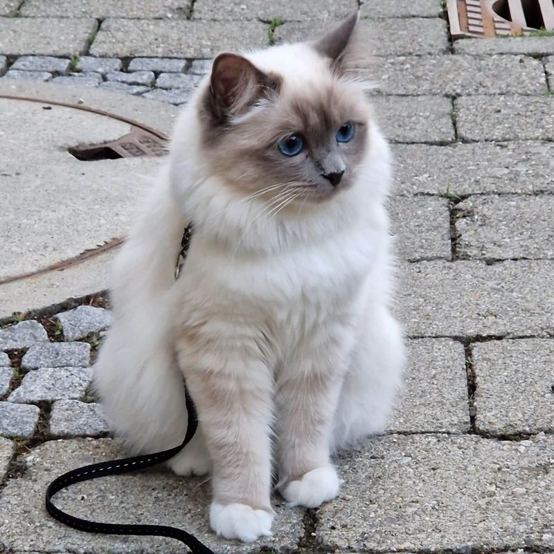 Birman