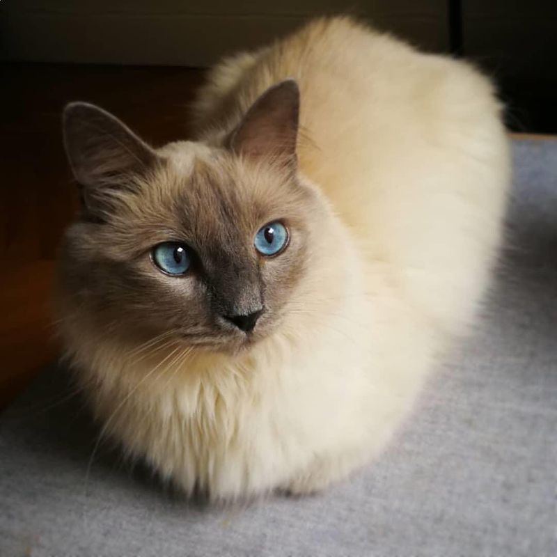 Birman