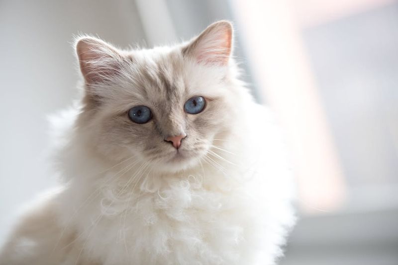 Birman