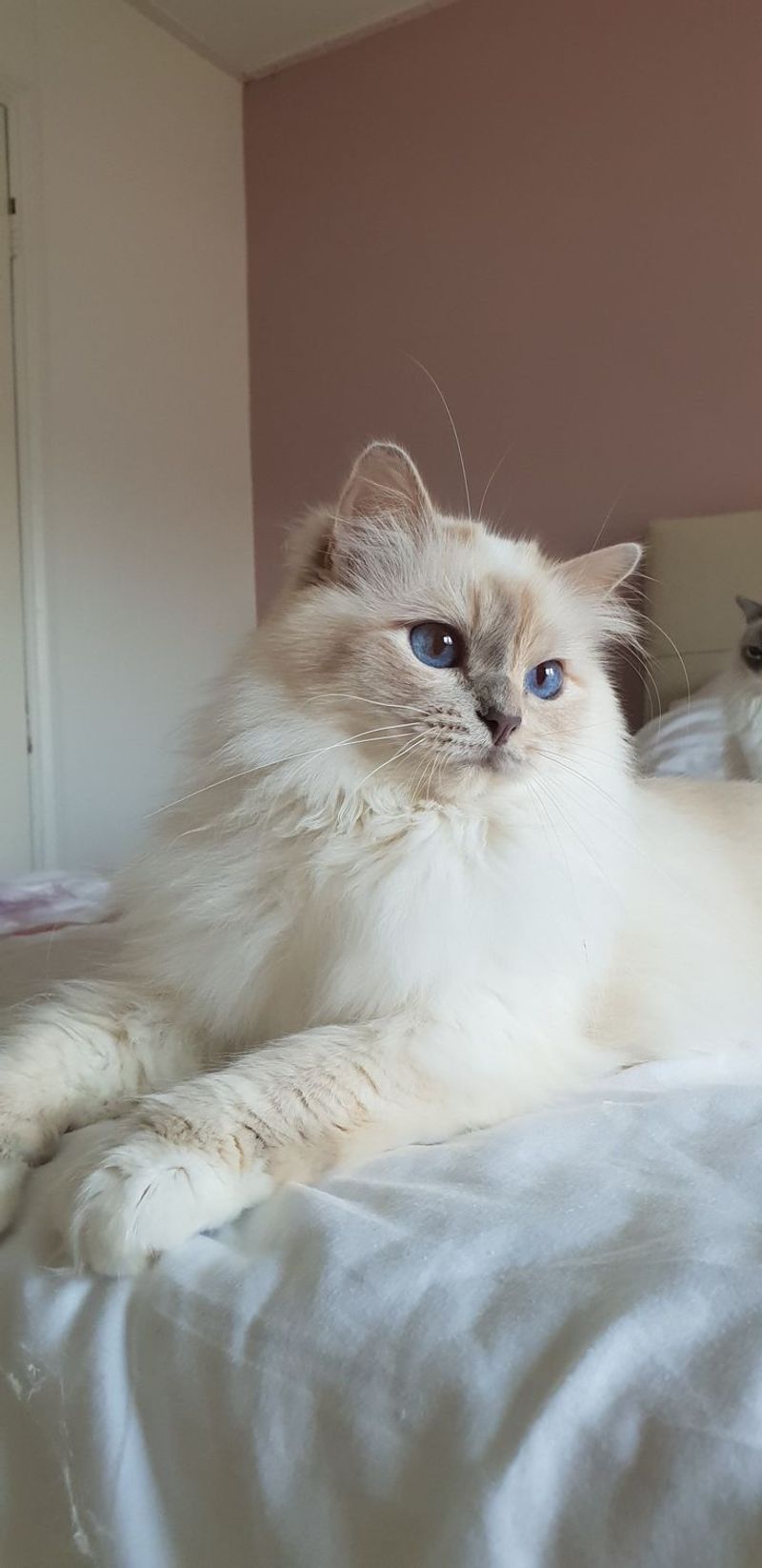 Birman Cat