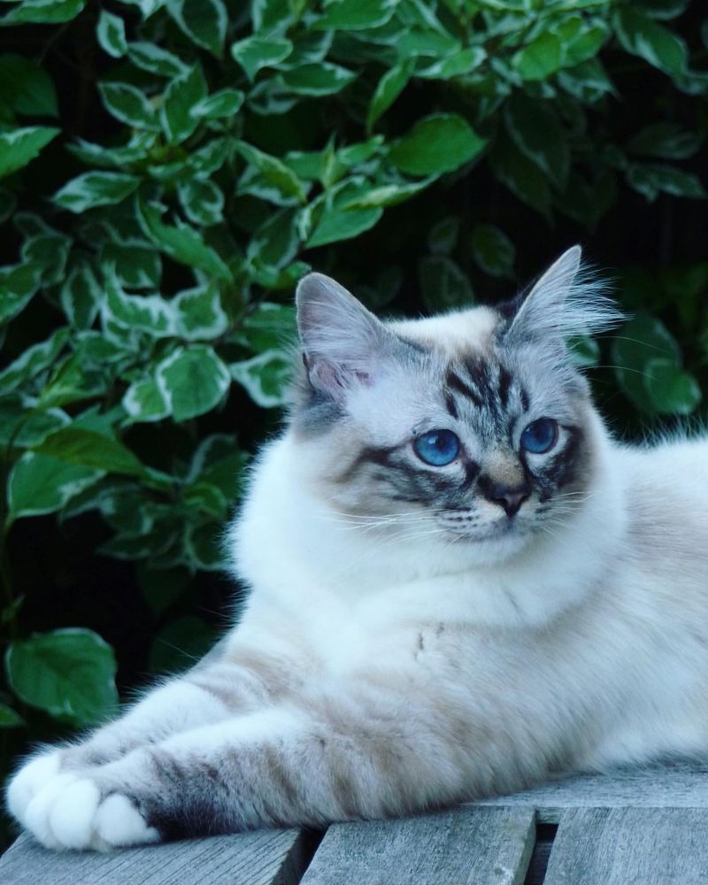 Birman