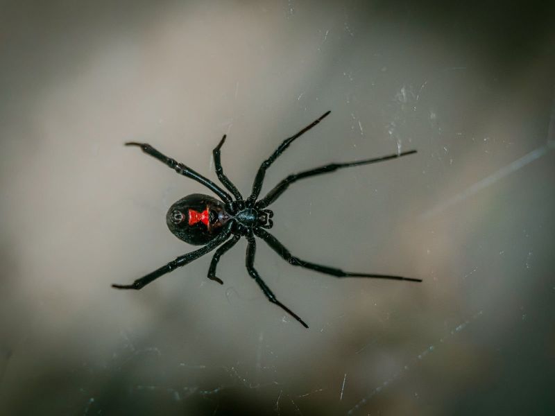 Black Widow