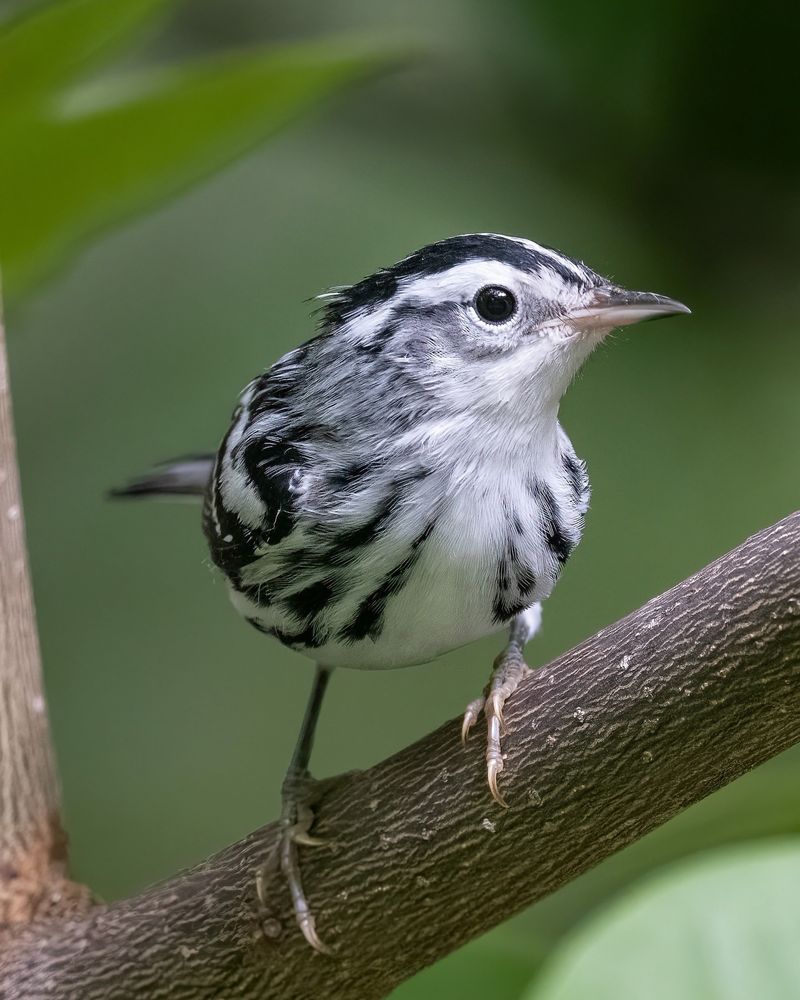 Black and White Warbler