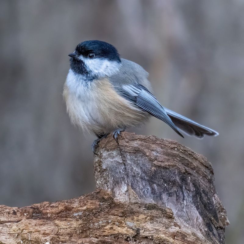 Black-capped Chickadee