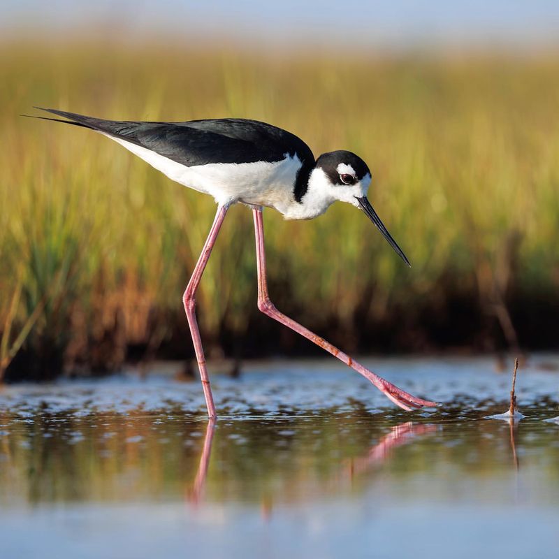 Black-necked Stilt