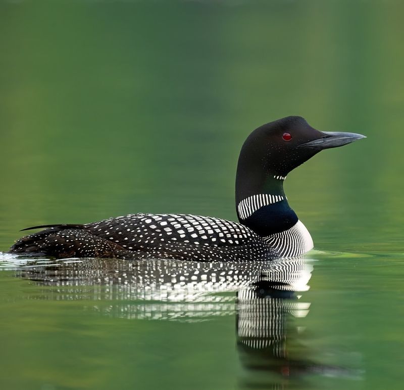 Black-throated Loon