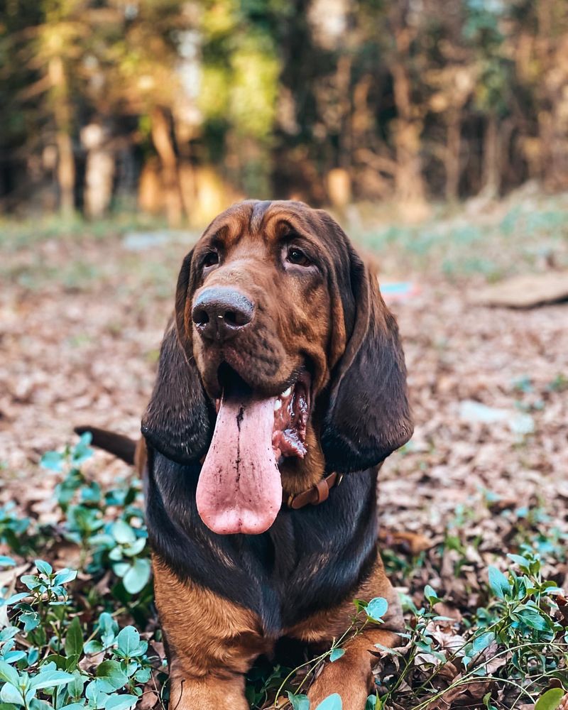 Bloodhound