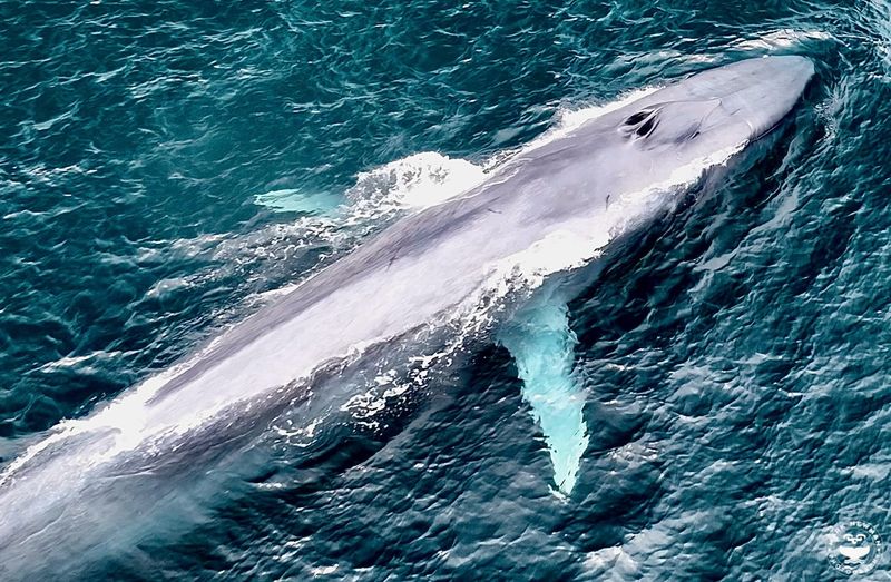 Blue Whale