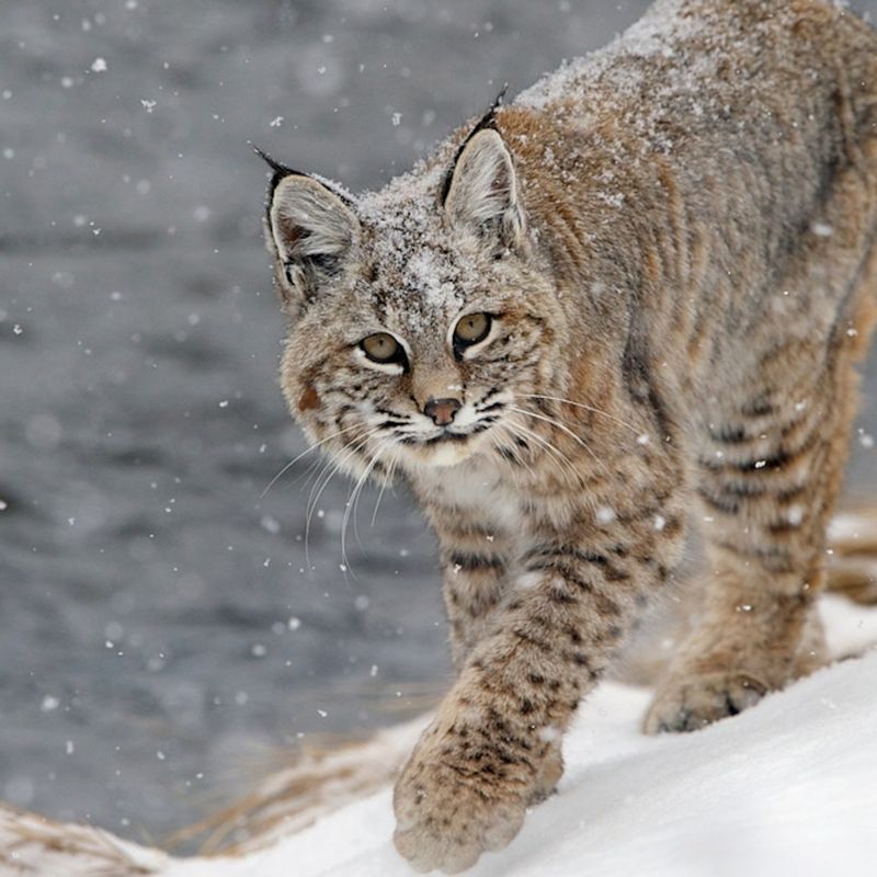 Bobcat