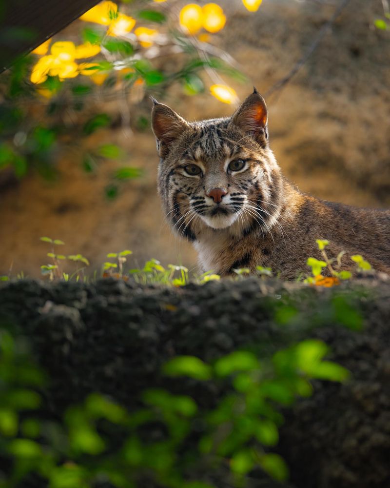 Bobcat