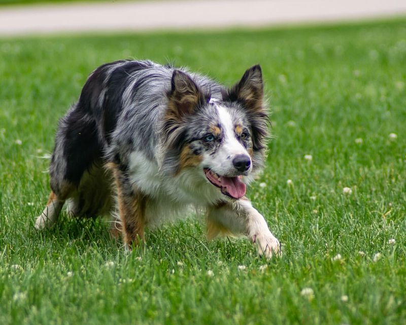 Border Collie