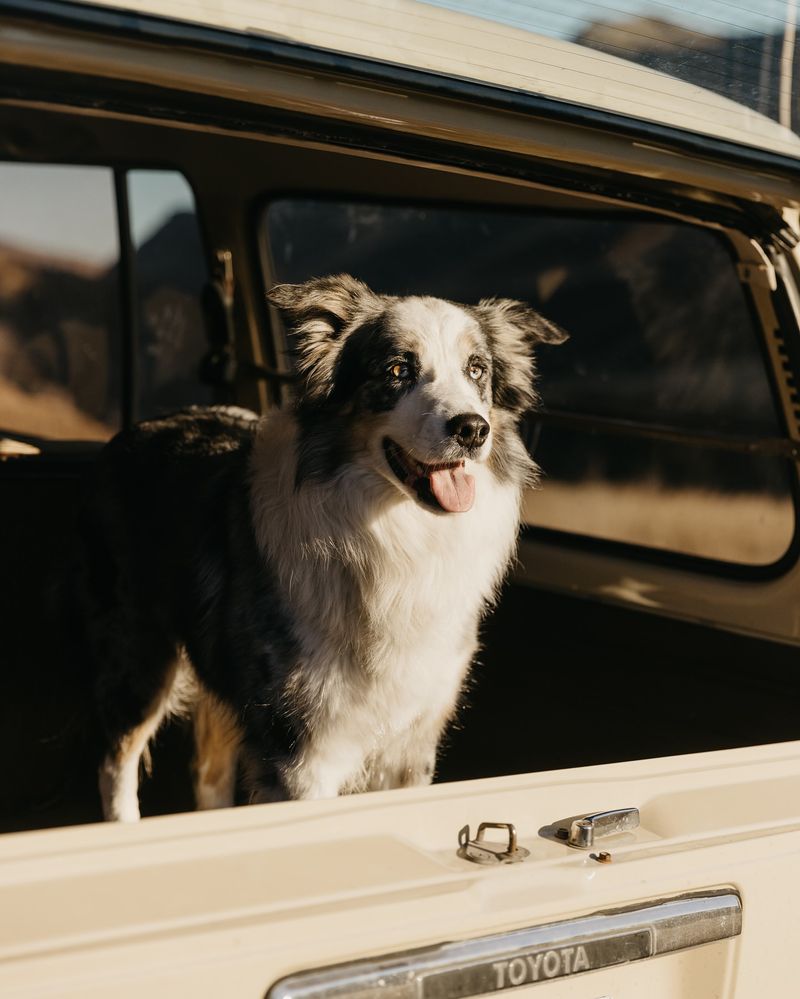 Border Collie