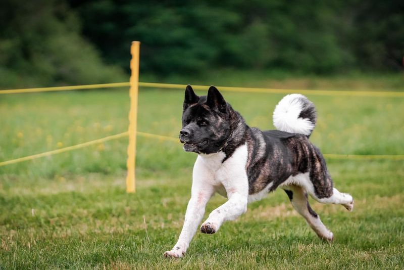 Born to Roam – 9 Dog Breeds That Are Too Independent to Be Trusted Off-Leash