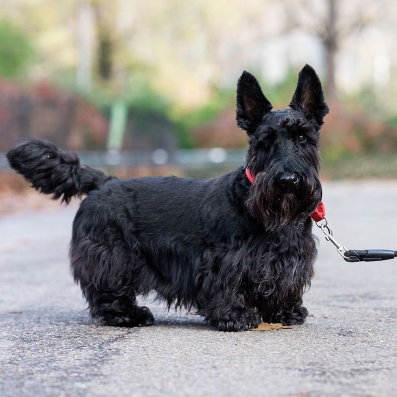 Born to Roam – 9 Dog Breeds That Are Too Independent to Be Trusted Off-Leash