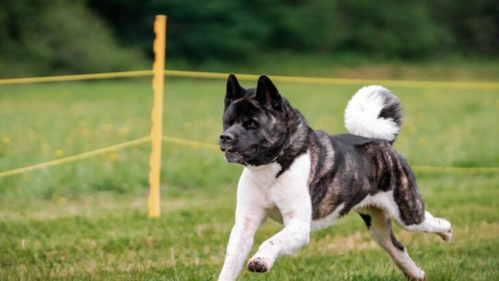 Born to Roam – 9 Dog Breeds That Are Too Independent to Be Trusted Off-Leash