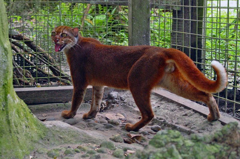 Borneo Bay Cat - The Elusive Enigma