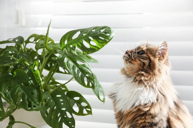 Boston Fern