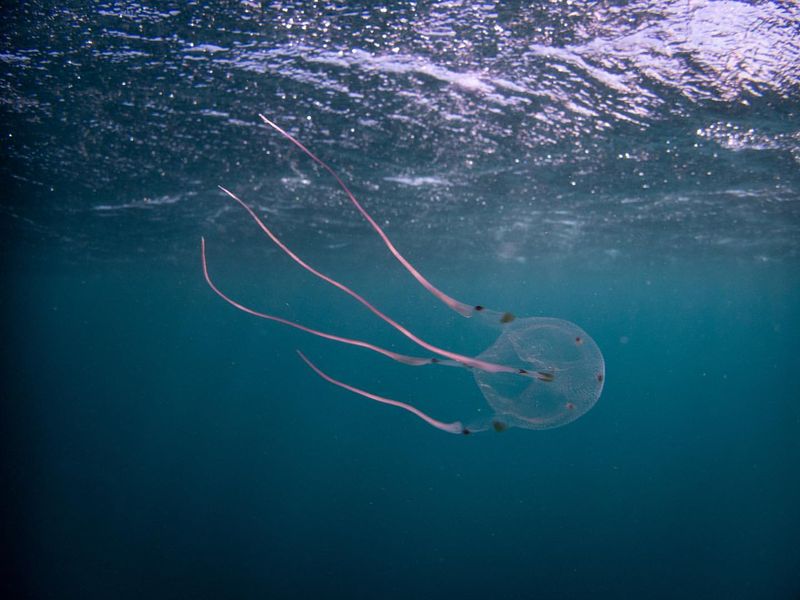 Box Jellyfish