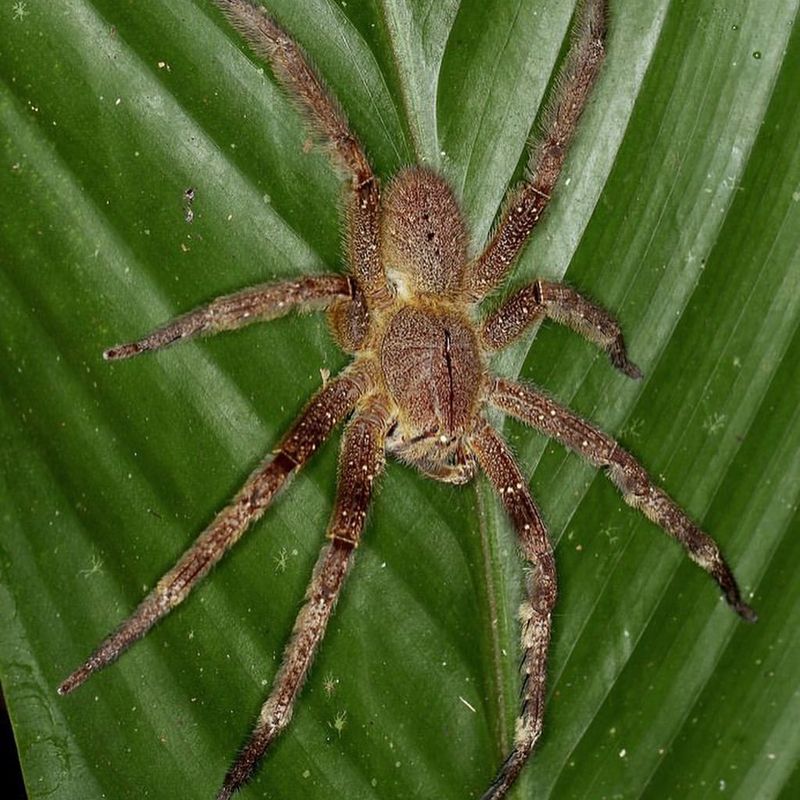 Brazilian Wandering Spider