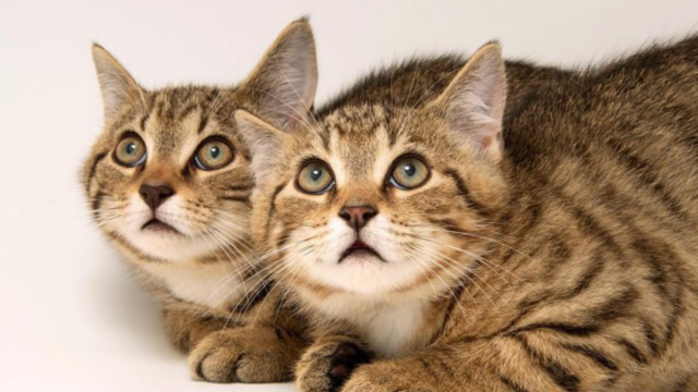 Bringing Home a New Cat? Here’s 8 Ways to Keep the Peace with Your Resident Feline