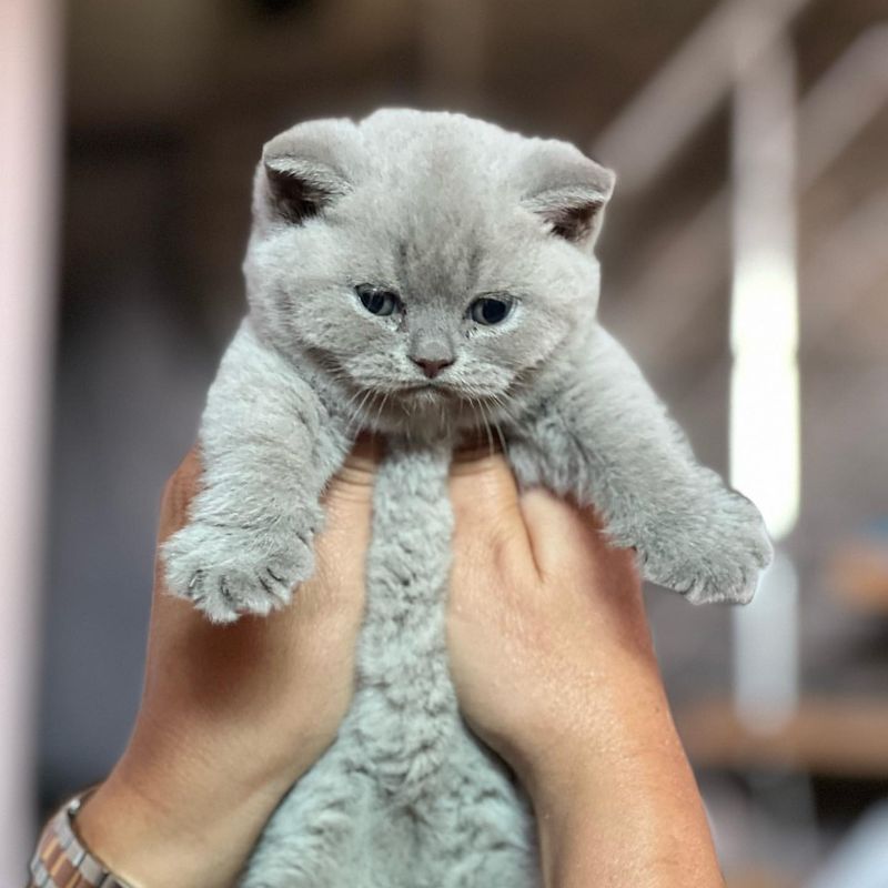 British Shorthair