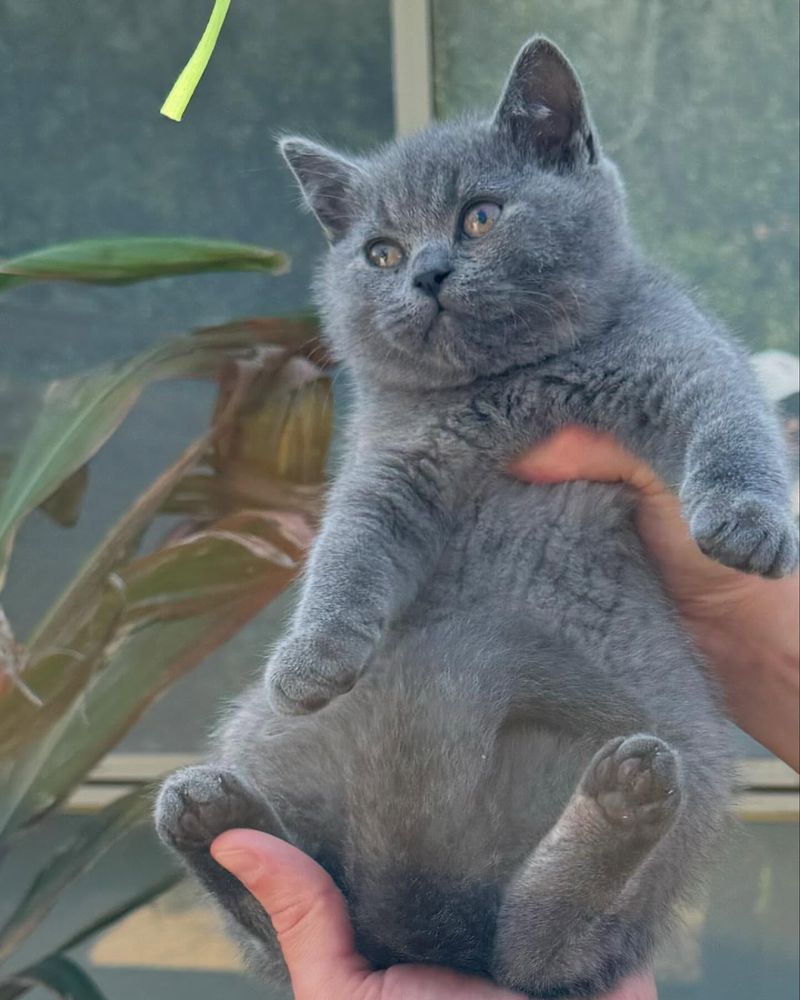 British Shorthair