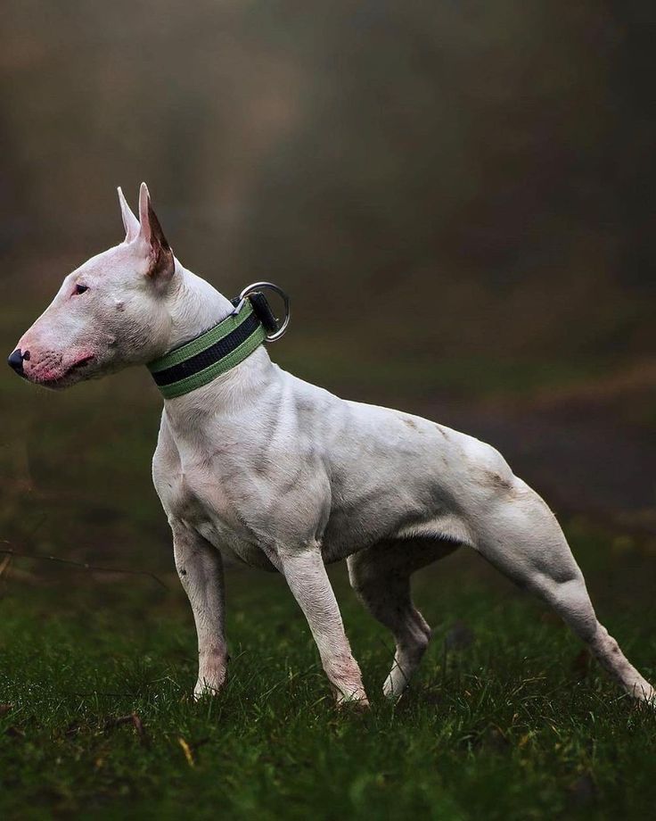 Curious About Pit Bulls? Get to Know the 10 Types You Can Own and Why They Make Outstanding Pets