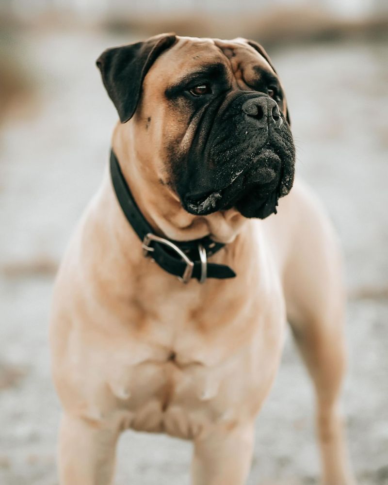 Bullmastiff