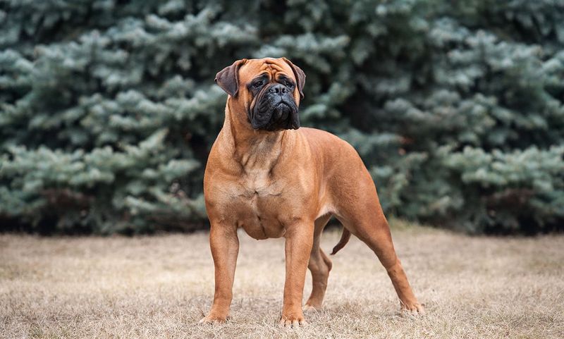 Bullmastiff