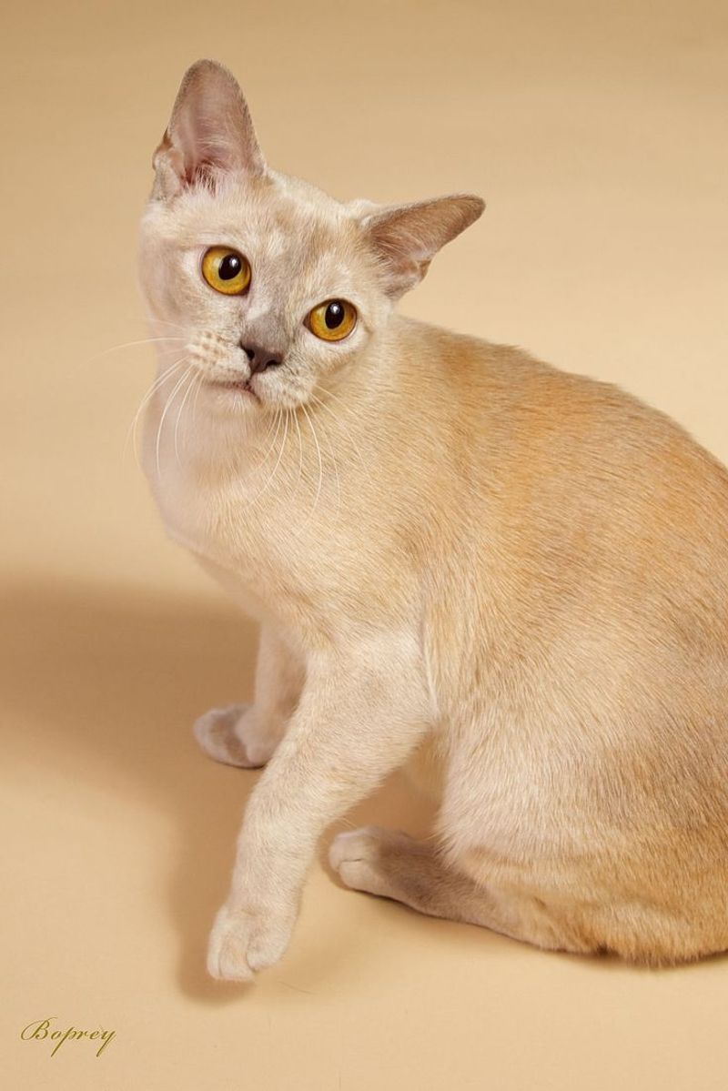 Burmese Cat