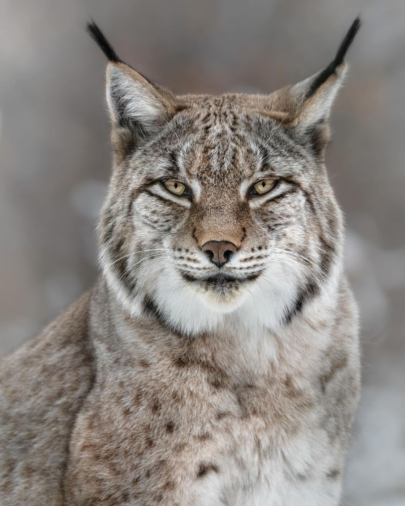 Canadian Lynx