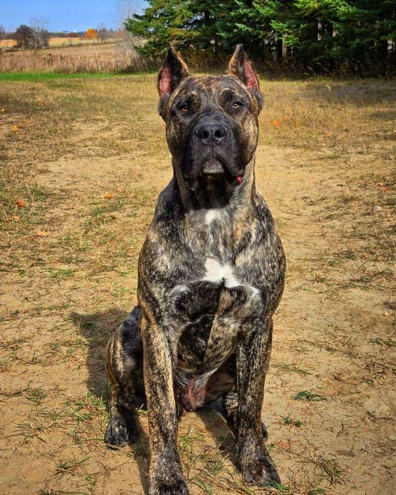 Cane Corso Lovers, Meet These 8 Stunning Lookalikes