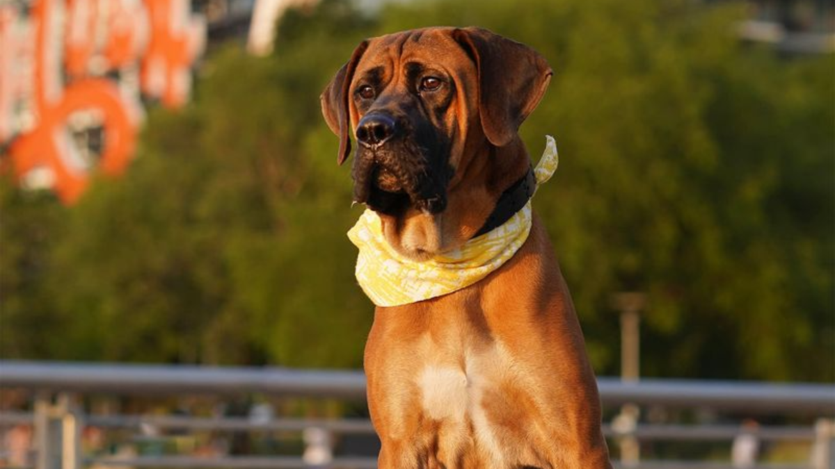 Cane Corso Lovers, Meet These 8 Stunning Lookalikes