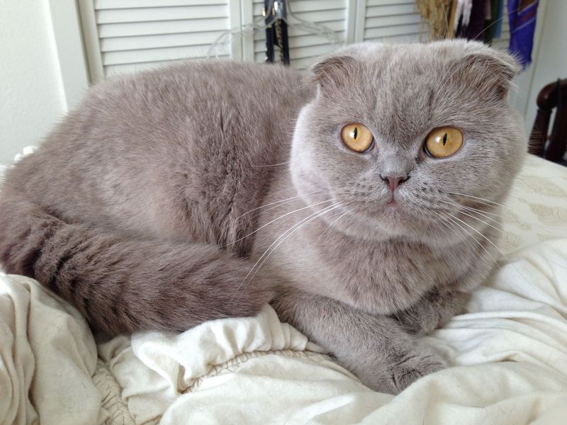 Capricorn: Scottish Fold